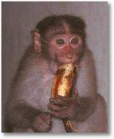 bananenesseraffe